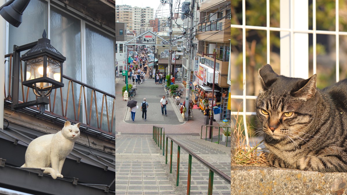 貓咪的「谷中銀座老街」+日劇景點「夕陽階梯」！東京「隱藏景點」在這