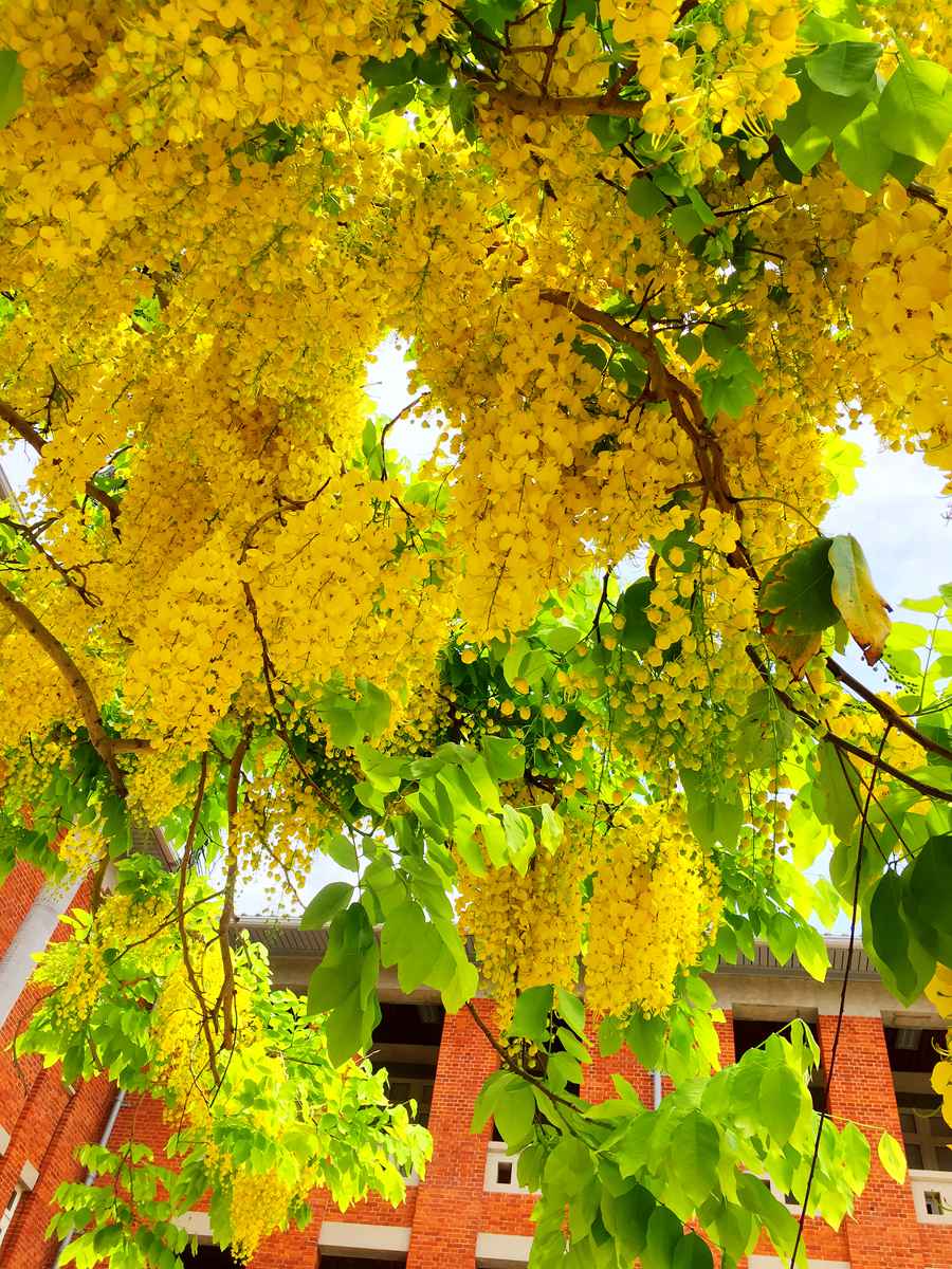 黃金雨好美呀！台南阿勃勒盛開了，這12處賞花拍花快筆記