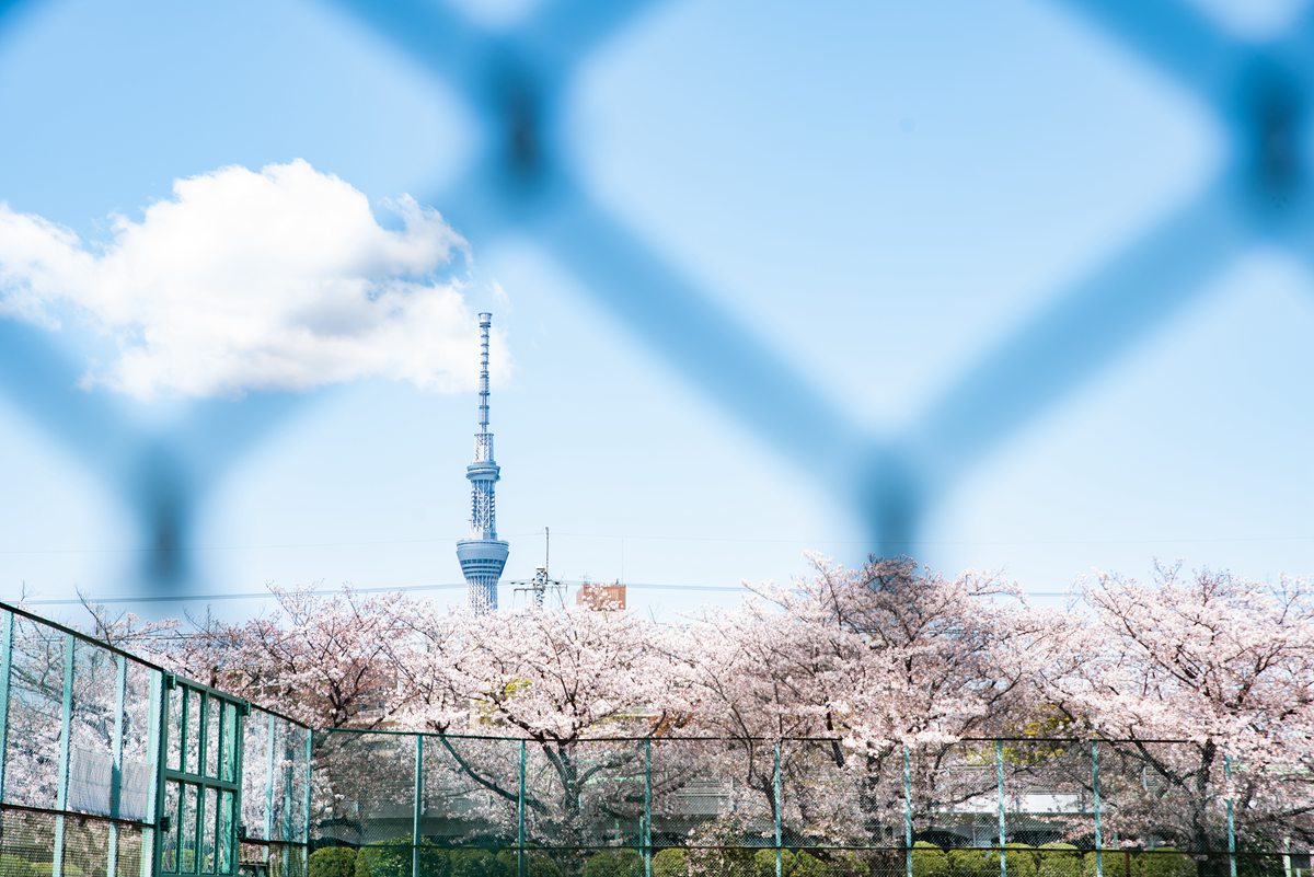 日本旅遊東京龜戶中央公園拍晴空塔