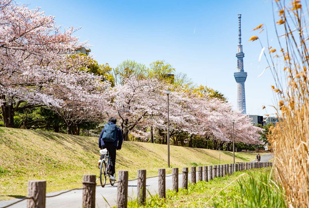 日本東京龜戶中央公園賞櫻旅遊拍晴空塔