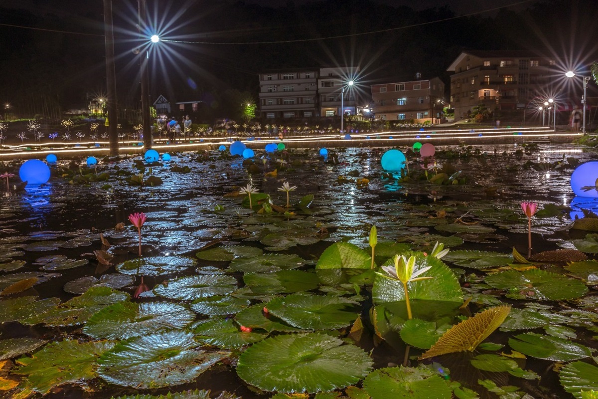 晚上賞花去過嗎？新北最大蓮池「夜賞睡蓮」滿池「月亮燈」只到七夕