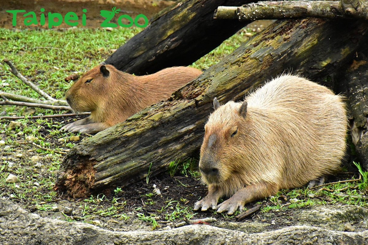 萌萌水豚君、樹懶來了！木柵動物園「熱帶雨林館」久等13年終於開幕