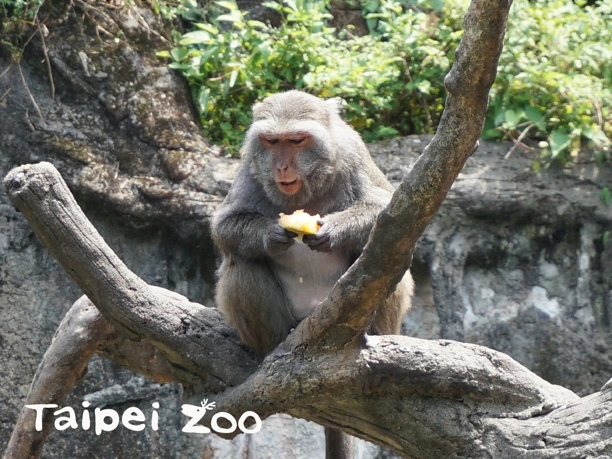 手手捧冰「專注吃」超萌！動物園推出夏日冰品，猴子都爆動了