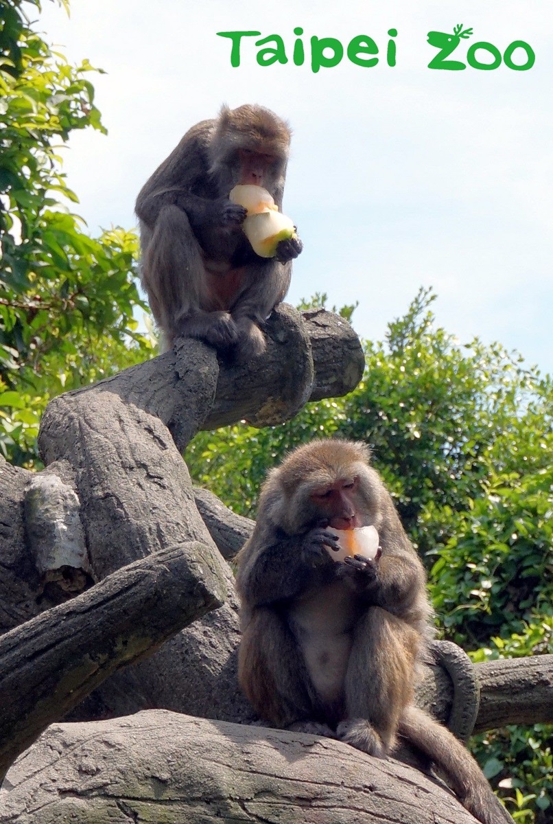 手手捧冰「專注吃」超萌！動物園推出夏日冰品，猴子都爆動了