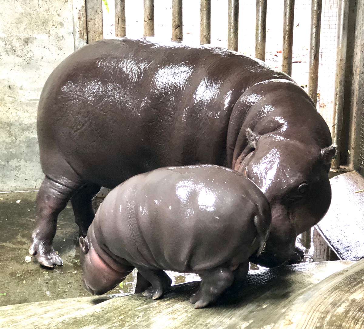 侏儒河馬寶寶也太可愛！壽山動物園新萌主登基，牠的名字你決定