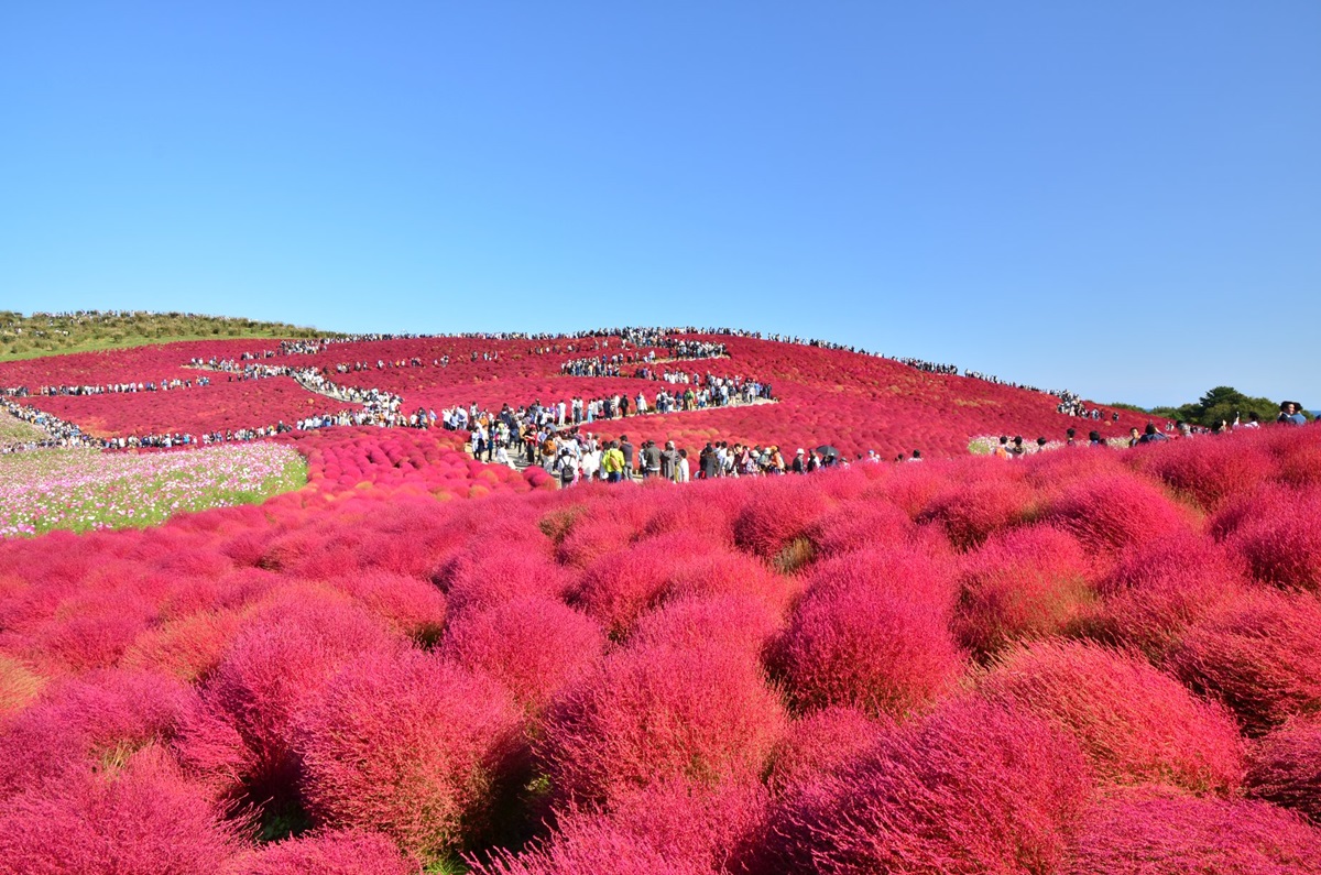 9月限定！450萬株「綠波波」胖起來等紅，快衝球海中央「拍零NG美照」