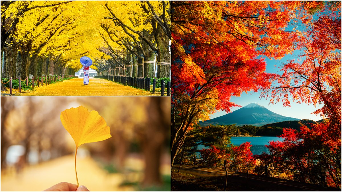 日本 滿開預測 出爐 浪漫秋楓 金黃銀杏 這時拍最美 食尚玩家
