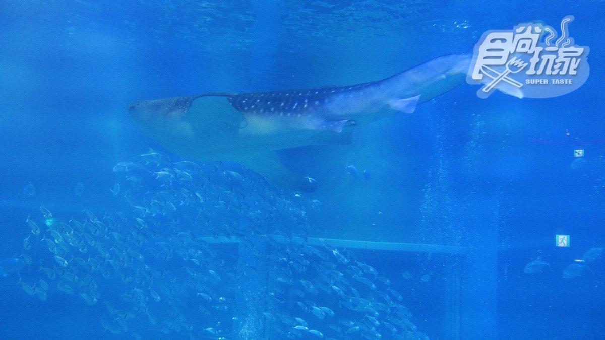 置身在海洋中！世界最大「日本大阪海遊館」，看超萌海豹、鯨鯊+摸魟魚