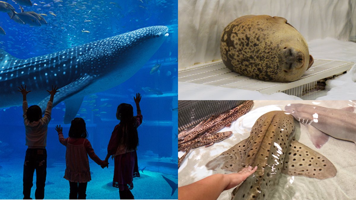 置身在海洋中 世界最大 日本大阪海遊館 看超萌海豹 鯨鯊 摸魟魚 食尚玩家