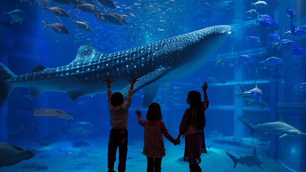 置身在海洋中！世界最大「日本大阪海遊館」，看超萌海豹、鯨鯊+摸魟魚