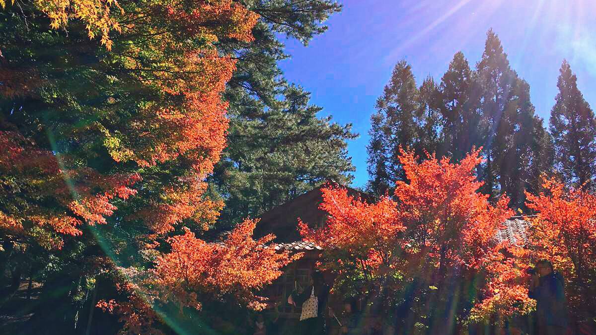 現在去拍最漂亮！秋天限定美景5連發：金黃銀杏、夢幻雲海、發光金針花