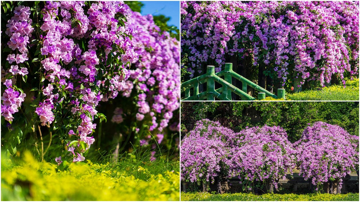 這片花海牆「紫爆了」！新北蒜香藤滿開中，200公尺浪漫瀑布只會美一週