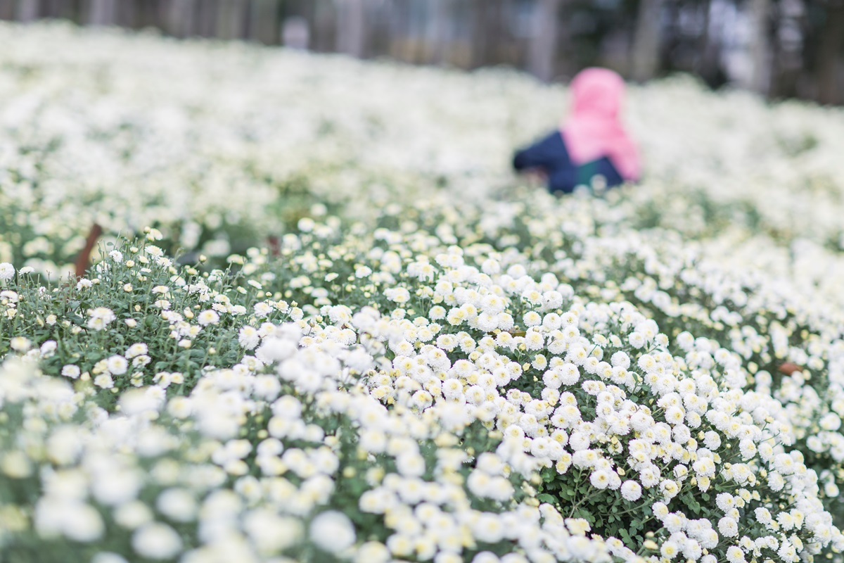 下雪了！2019苗栗「杭菊芋頭節」粉嫩白花球爆開一片雪色海，秒拍仙境級美照