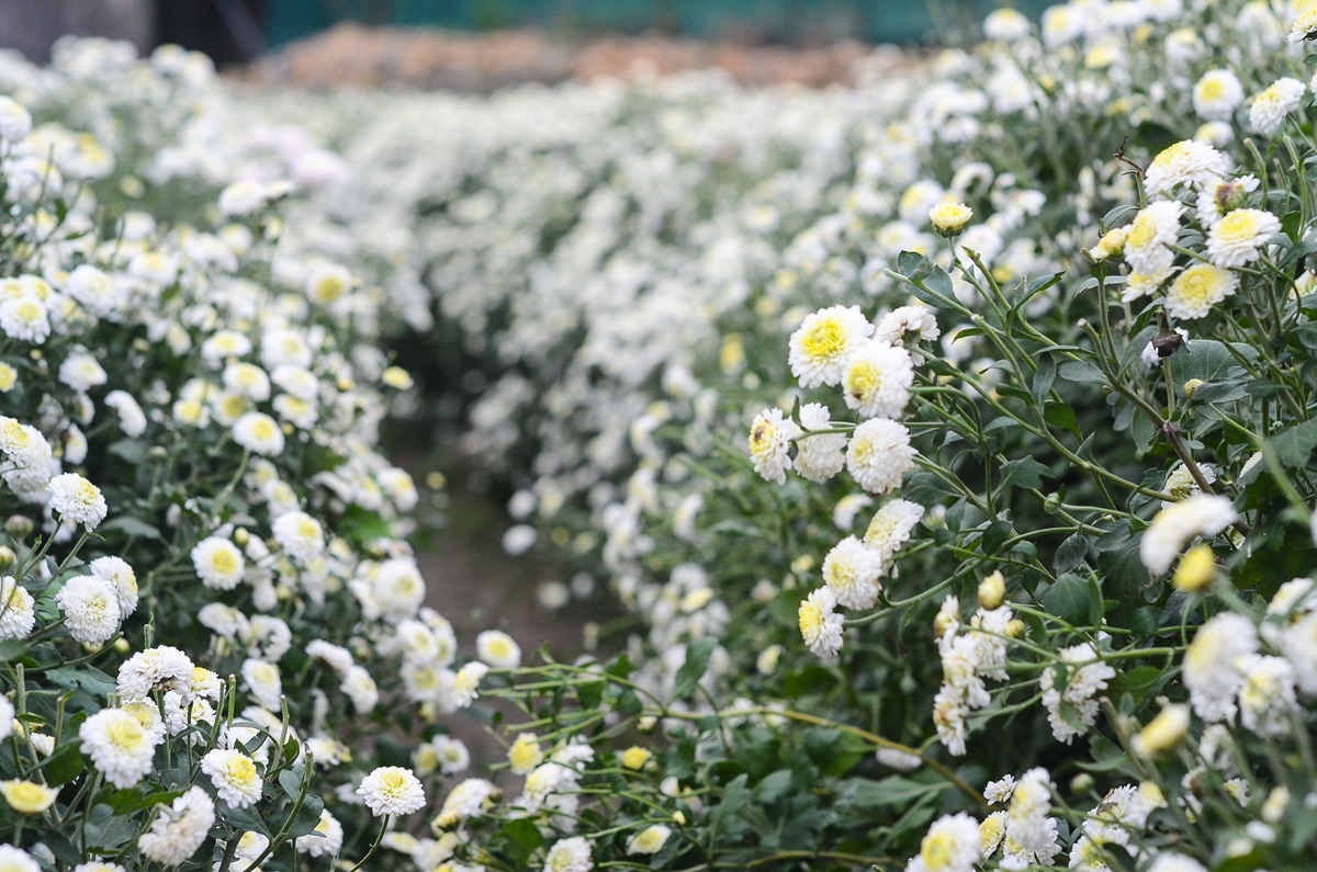 下雪了！2019苗栗「杭菊芋頭節」粉嫩白花球爆開一片雪色海，秒拍仙境級美照