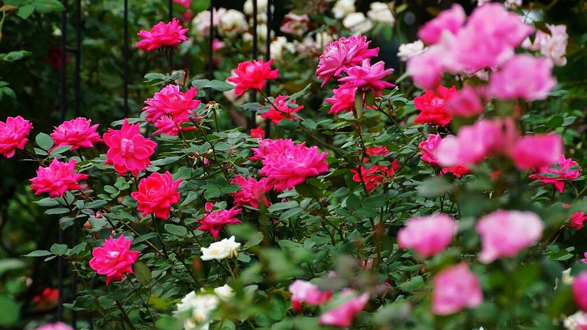台北「香水級花海」開了！850種玫瑰免費拍到飽，浪漫花牆、拱門必拍