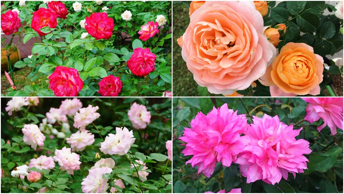 台北「香水級花海」開了！850種玫瑰免費拍到飽，浪漫花牆、拱門必拍