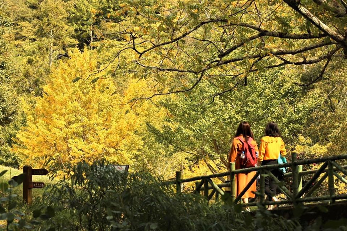 「閃亮山頭」限時出沒！武陵農場黃楓、油菜花、銀杏樹變身璀璨金毯，加碼漸紅落羽松