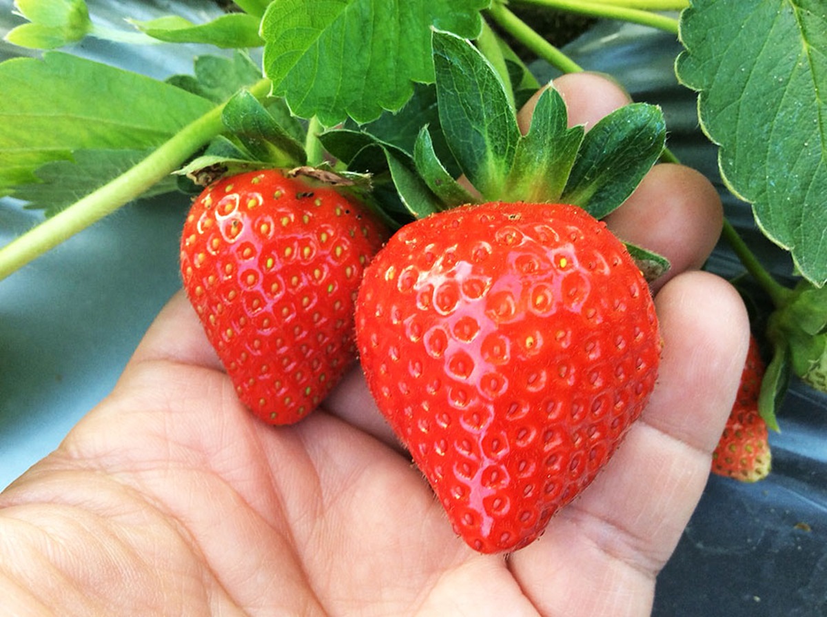 大湖草莓季提前開跑！超大顆「香水」「美姬」甜美熟透，即日起免費入園採