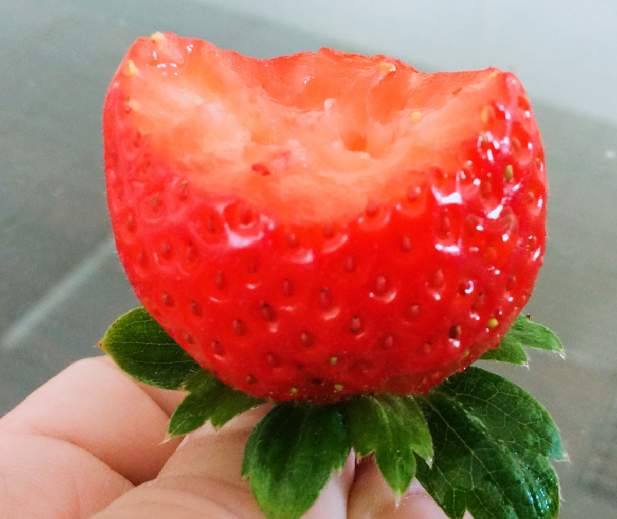 大湖草莓季提前開跑！超大顆「香水」「美姬」甜美熟透，即日起免費入園採