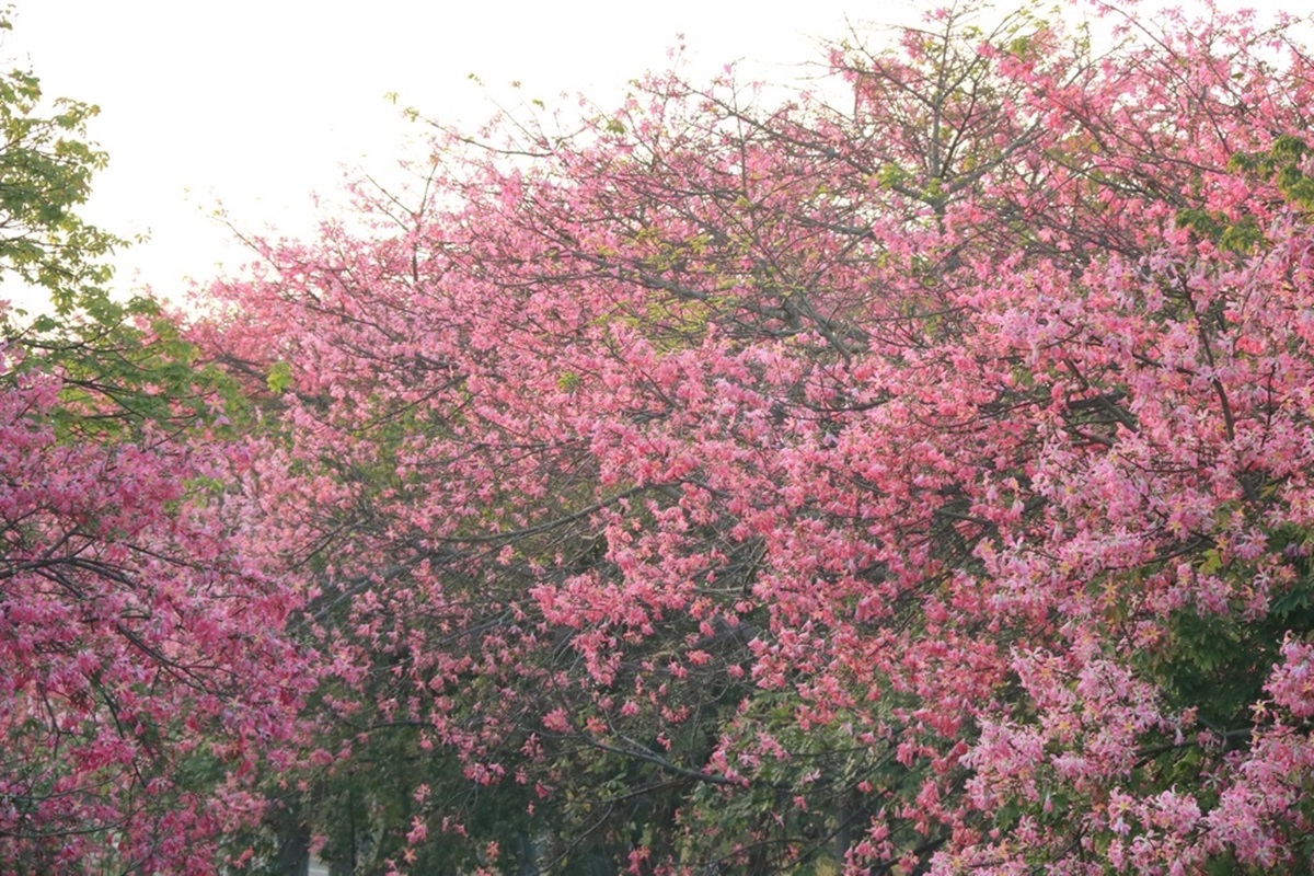 粉紅控必拍！虎尾2公里美人樹大道，最美花期颳起「粉色花瓣雪」