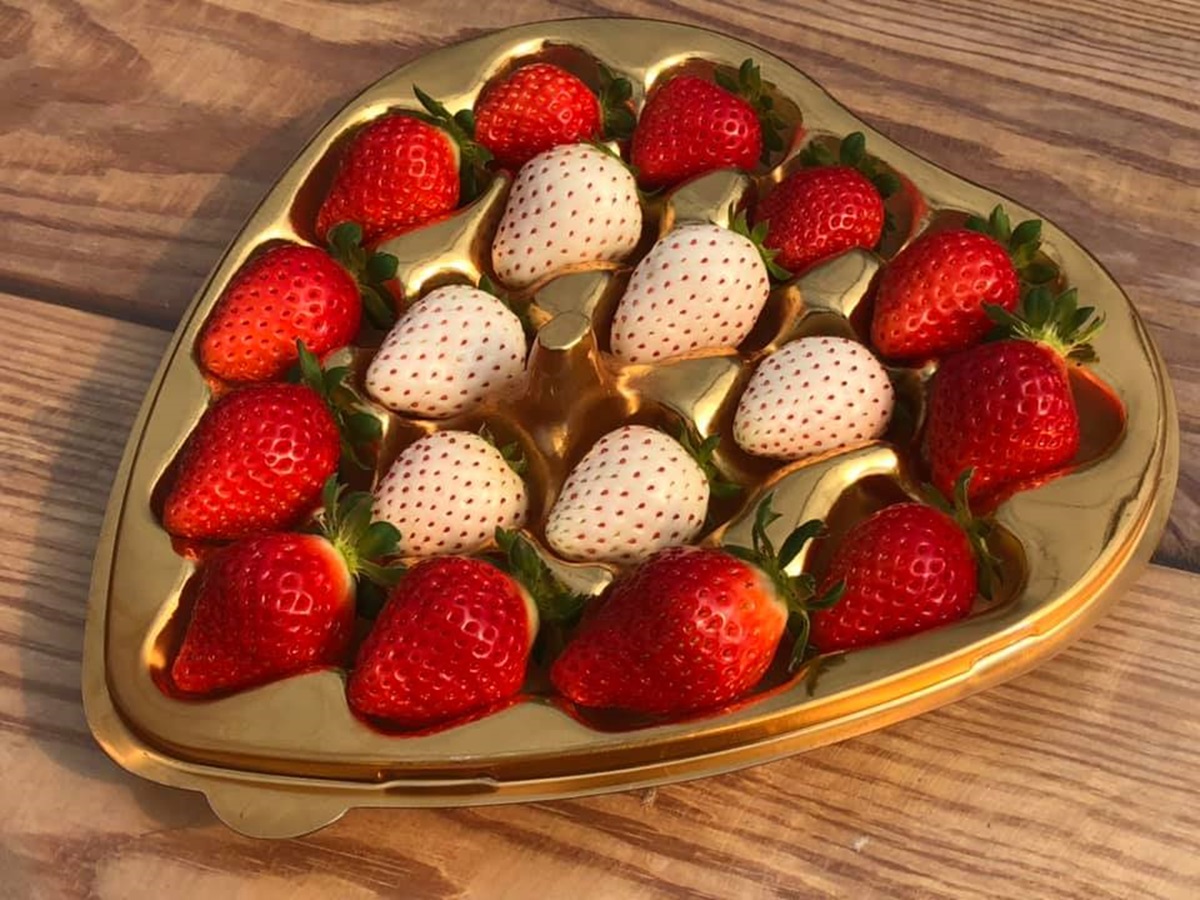 台中「稀有草莓」免費入園採！日本「紅顏」爆汁葡萄味，天使白、水蜜桃草莓接力熟