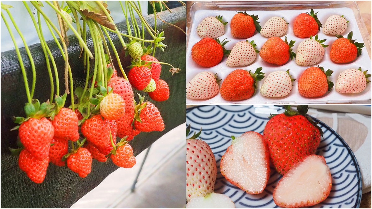 台中「稀有草莓」免費入園採！日本「紅顏」爆汁葡萄味，天使白、水蜜桃草莓接力熟
