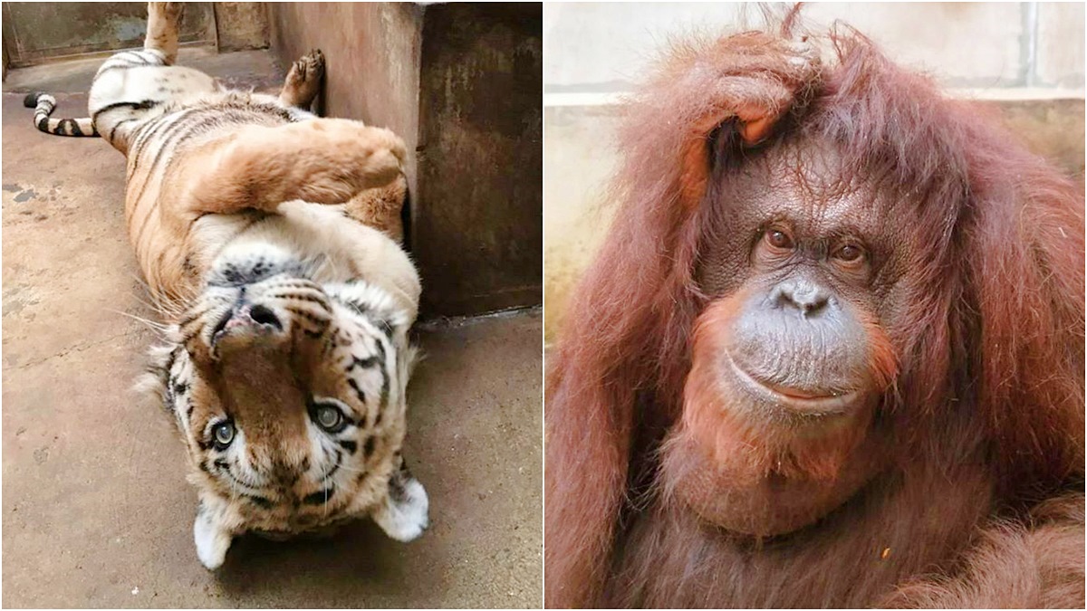 老虎猩猩撒嬌等你！新竹動物園週六開幕，外縣市12歲以下小朋友「2天免費」