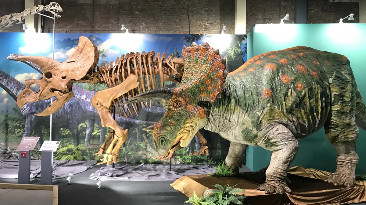 史上最多！12隻4米大型恐龍＋17隻全身骨骼，日本「恐龍博物館」在台北