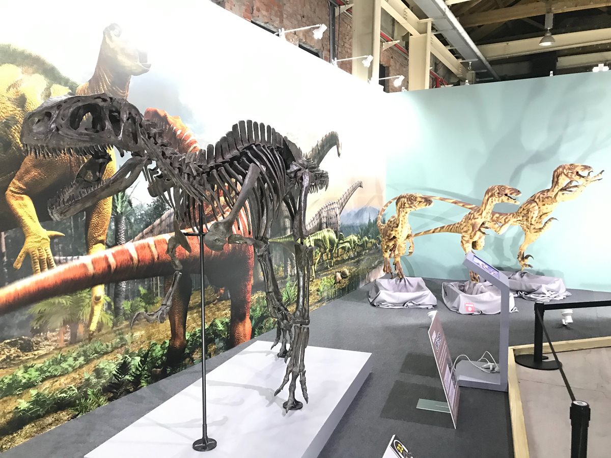 史上最多！12隻4米大型恐龍＋17隻全身骨骼，日本「恐龍博物館」在台北