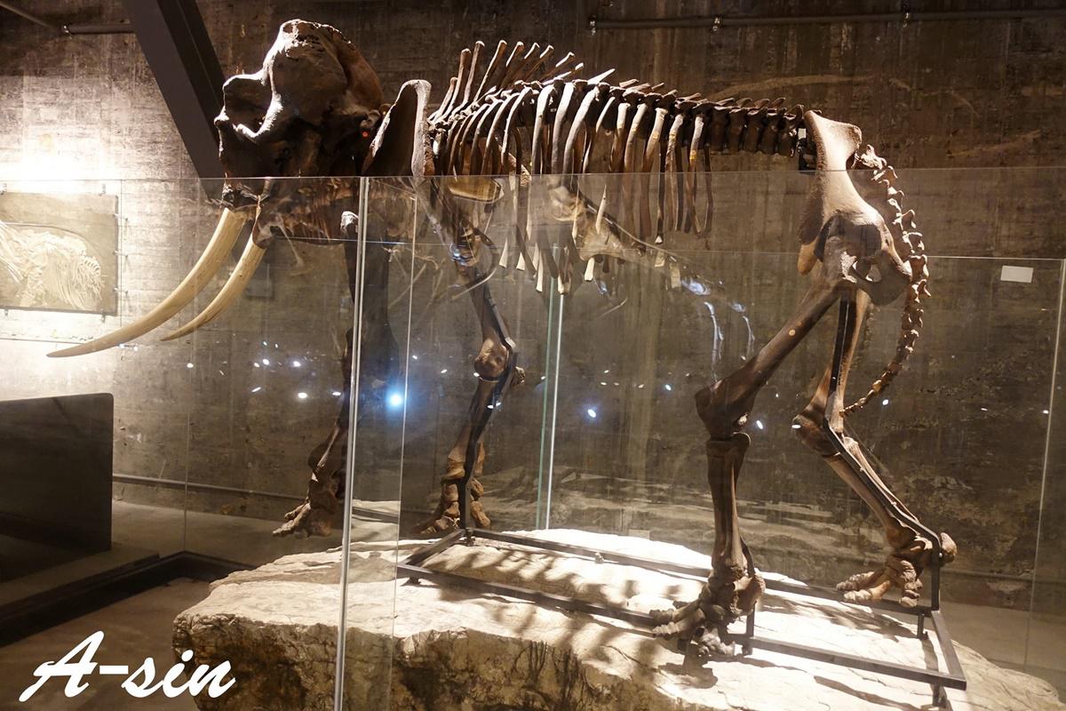 春節衝宜蘭！親子遊20打卡點：世界第二恐龍化石、台版奈良餵鹿、免費海生館