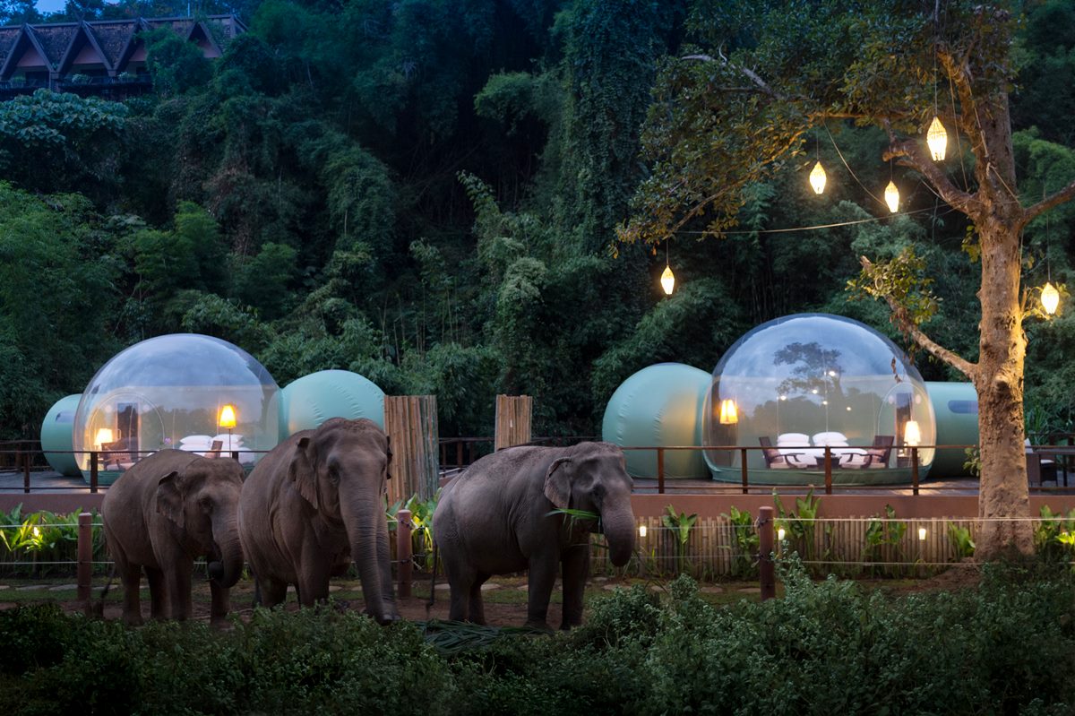 住在仙境！泰國金三角最新「雨林泡泡屋」，近距離看大象散步、夜賞星星