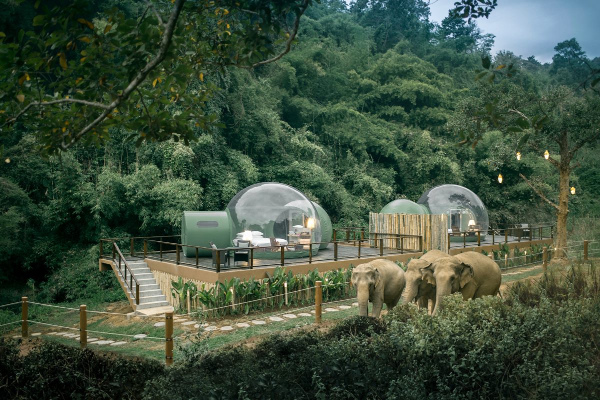 住在仙境！泰國金三角最新「雨林泡泡屋」，近距離看大象散步、夜賞星星
