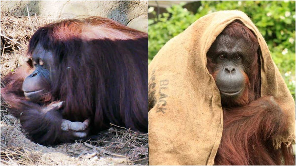 新竹動物園必看明星之一，紅毛猩猩阿嬤「貝比」當天使去了