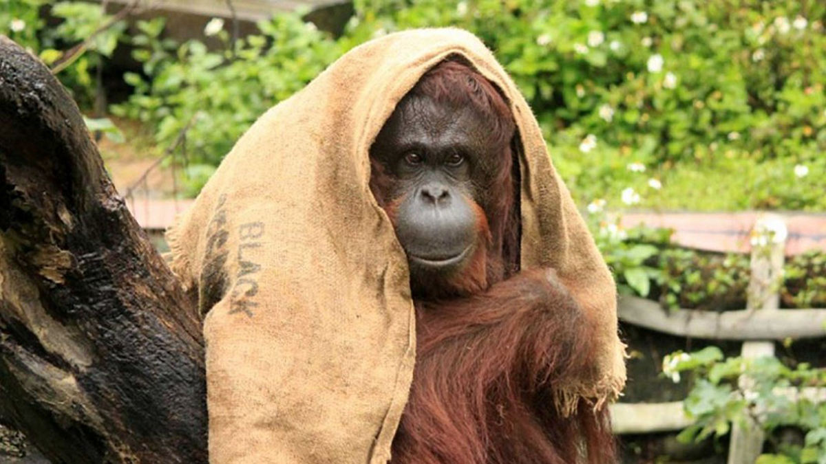 新竹動物園必看明星之一，紅毛猩猩阿嬤「貝比」當天使去了