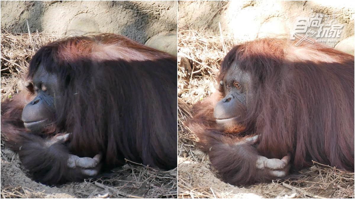 新竹動物園必看明星之一，紅毛猩猩阿嬤「貝比」當天使去了