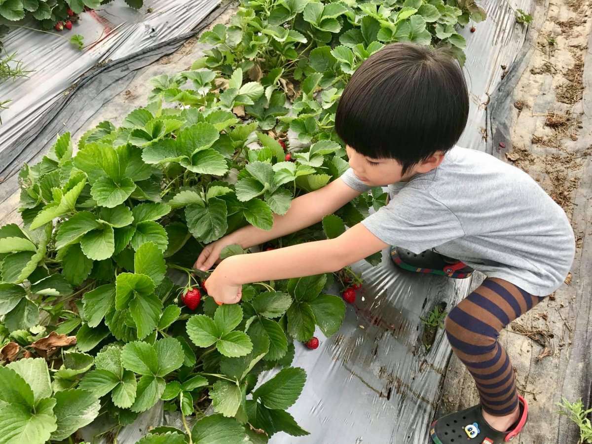 草莓自己採最好玩，高雄也有草莓園，香水草莓大又甜，還可「種草莓」