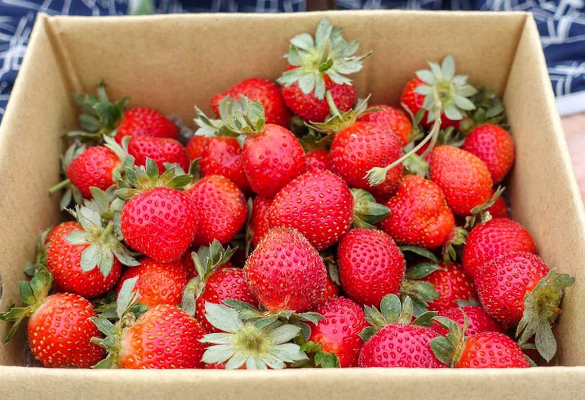 草莓自己採最好玩，高雄也有草莓園，香水草莓大又甜，還可「種草莓」