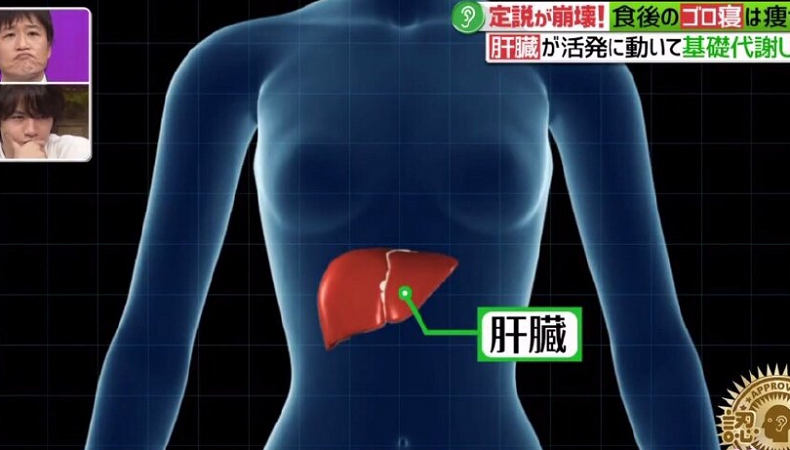 吃飽攤著就會瘦！轟動日本「廢柴減肥法」關鍵原因就在這個器官