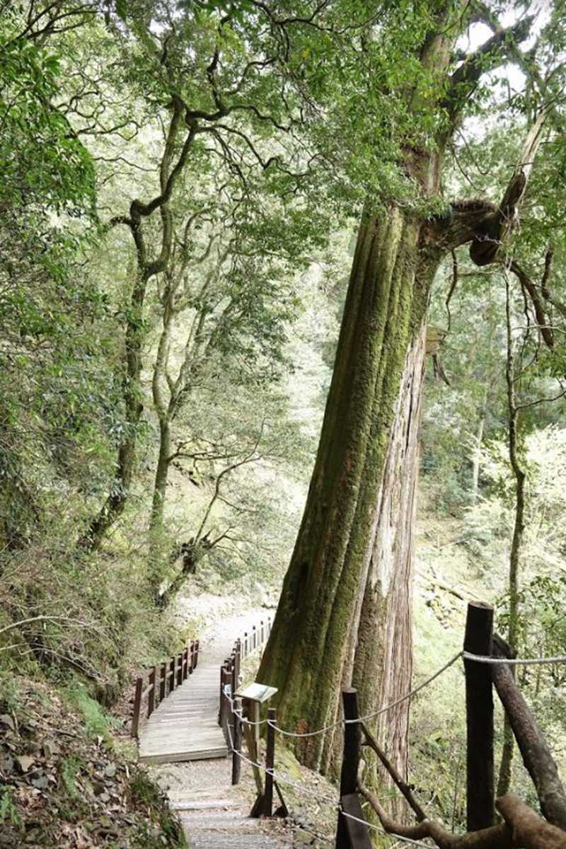森林步道走春去！16個國家森林遊樂區不打烊，阿里山還有免費接駁車