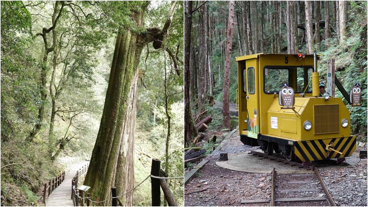 森林步道走春去！16個國家森林遊樂區不打烊，阿里山還有免費接駁車