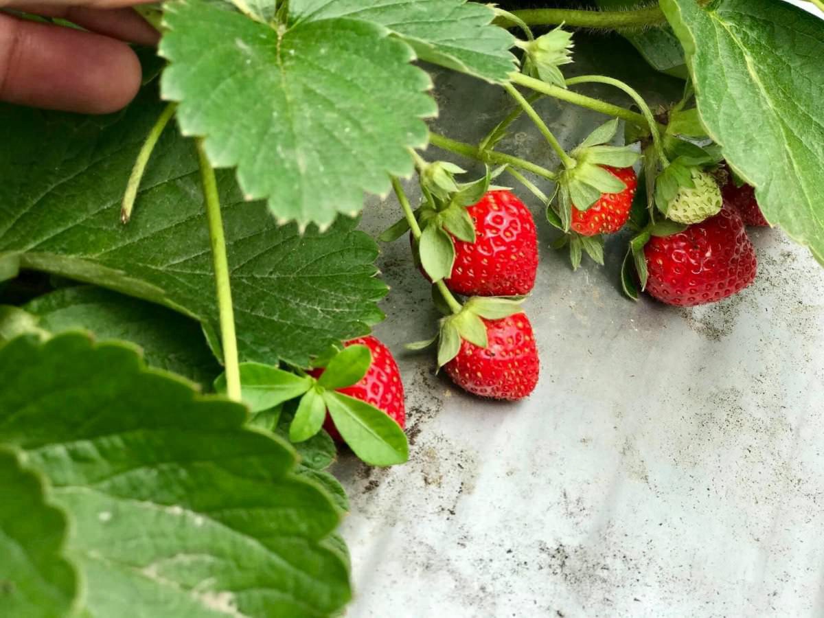 自己採最新鮮！全台採草莓16熱點+順遊：稀有白草莓、3倍巨無霸草莓