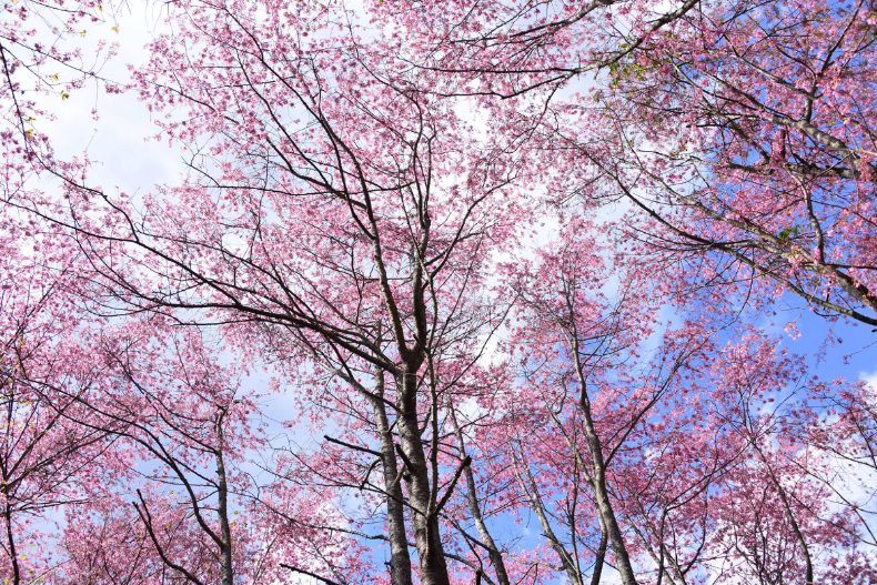 粉嫩櫻海灑滿天！武陵農場櫻花季2月開跑，花況、交通、接駁一次掌握