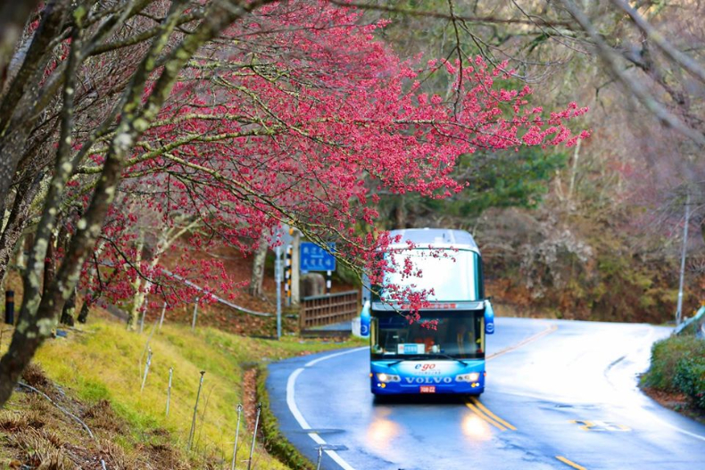 粉嫩櫻海灑滿天！武陵農場櫻花季2月開跑，花況、交通、接駁一次掌握