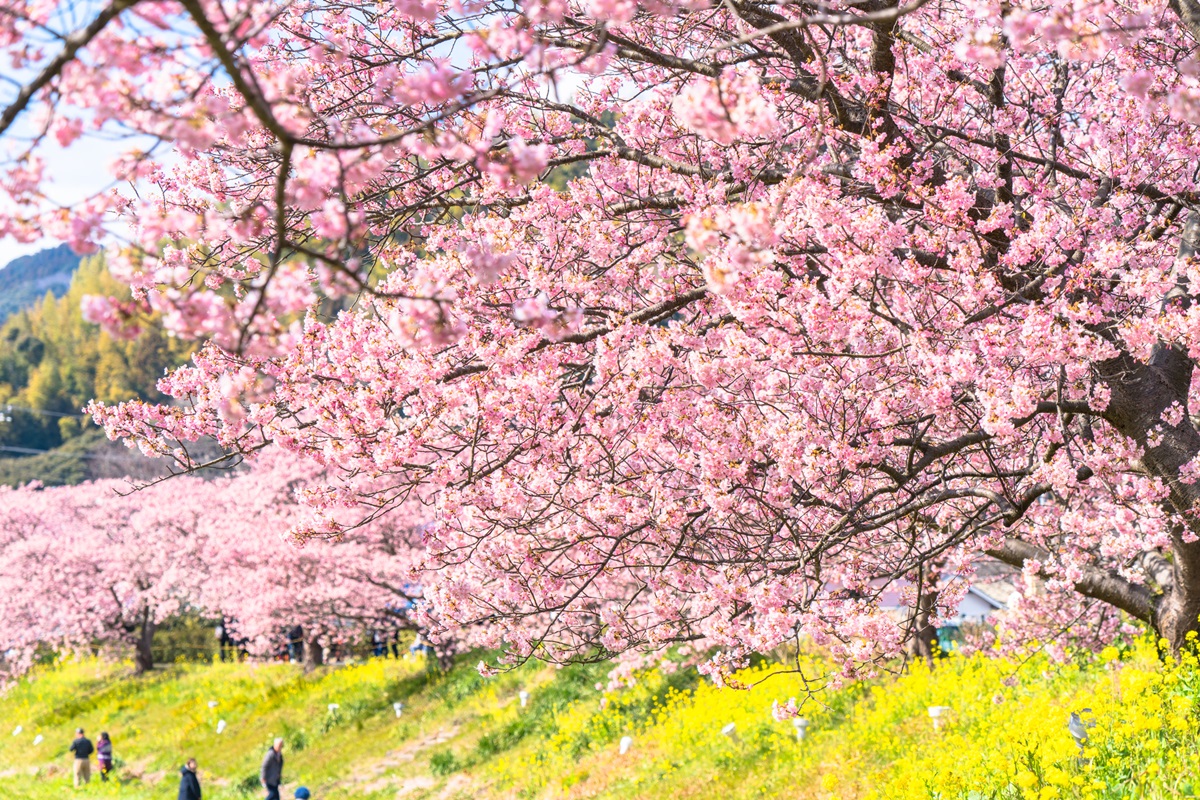 最美「日本河津櫻」2月滿開！ 4粉嫩景點必去：櫻花隧道、櫻花圓橋、粉金色水岸