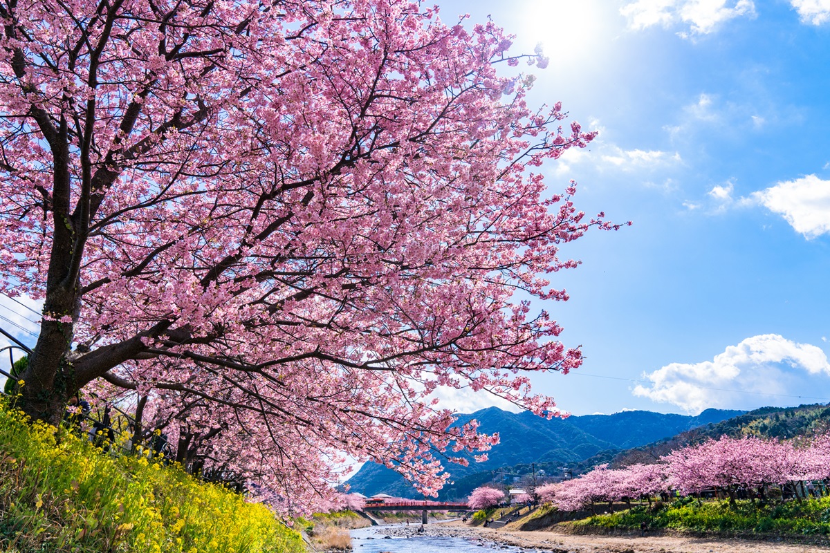 最美「日本河津櫻」2月滿開！ 4粉嫩景點必去：櫻花隧道、櫻花圓橋、粉金色水岸