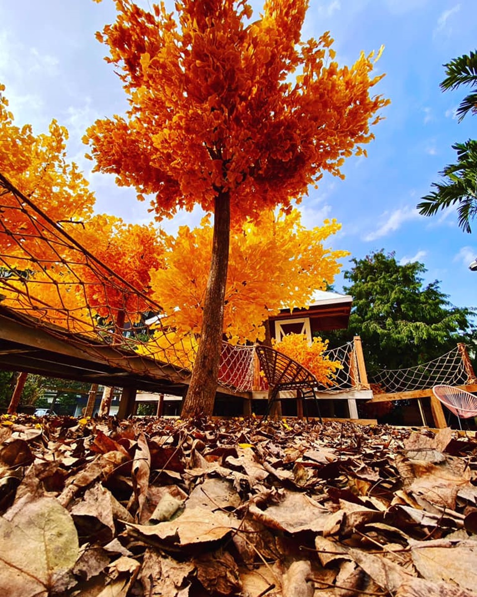 台北出現「銀杏森林」！整片金黃銀杏樹開到4月，還有木屋、繩橋打卡裝置