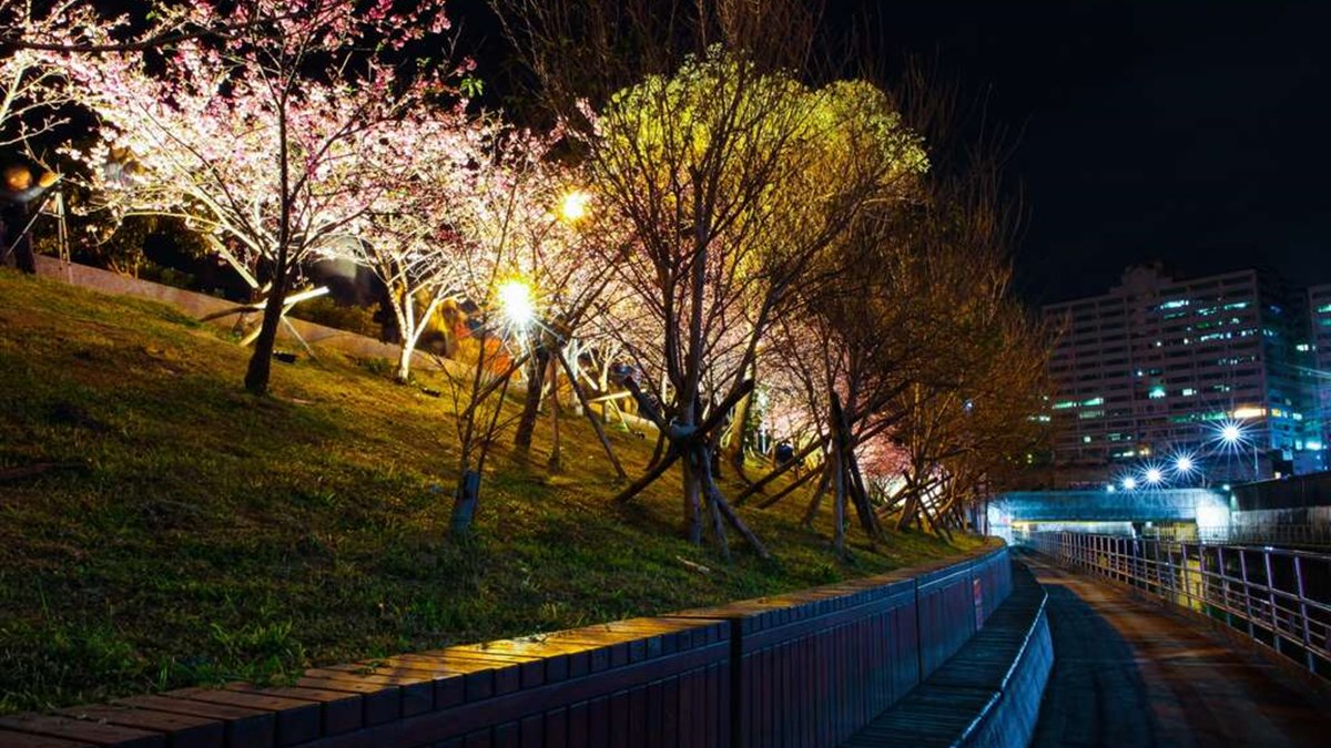 絕美夜櫻步道就在市區！3公里「樂活夜櫻季」來囉，還有限定露天電影院