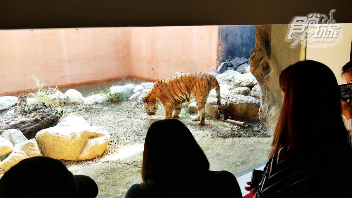 籠子不關動物卻「關人」？地下通道零距離看兩隻老虎，新竹動物園5亮點