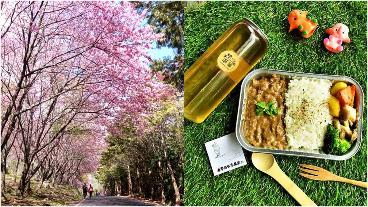 武陵農場「紅粉佳人」開花了！賞櫻+野餐行程好浪漫，交通管制也能上山