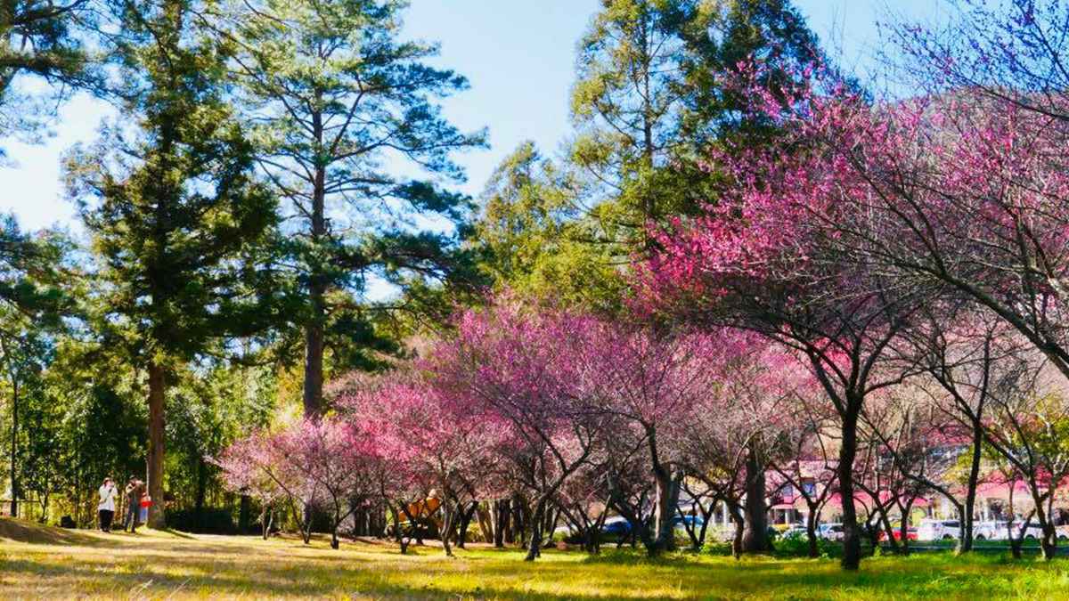 武陵農場「紅粉佳人」開花了！賞櫻+野餐行程好浪漫，交通管制也能上山
